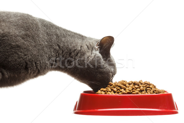Szary kot jedzenie puchar odizolowany biały kot Zdjęcia stock © mrakor