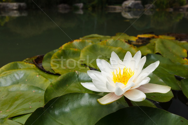 White water plant in a pond Stock photo © mrakor