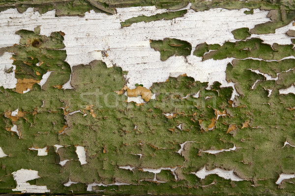 Stock photo: Weathered old painted wood