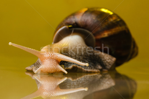 ślimak szkła żółty zwierząt ruchu Zdjęcia stock © mrakor