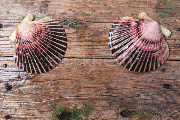 Wet scallop shells on wooden background Stock photo © mrakor