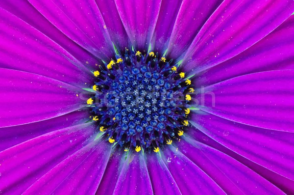 Stock photo: Deep Purple Osteospermum African Daisy