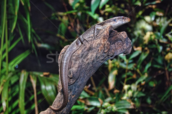 Foto stock: Lagarto · geco · secar · hojas · verdes · árbol · naturaleza