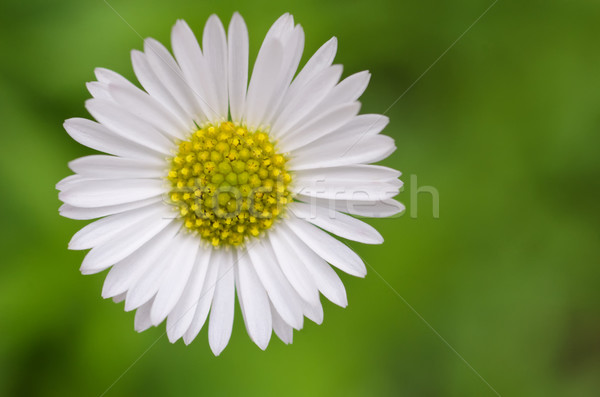 Afryki Daisy kwiat charakter ogród roślin Zdjęcia stock © mroz