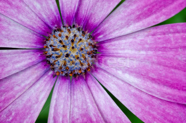 Afryki Daisy kwiat charakter ogród wzór Zdjęcia stock © mroz