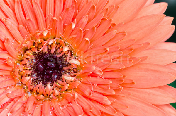 Pomarańczowy kwiat makro shot wibrujący Zdjęcia stock © mroz