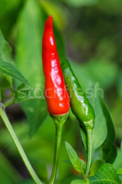 Czerwony zielone chili żyć roślin żywności Zdjęcia stock © mroz