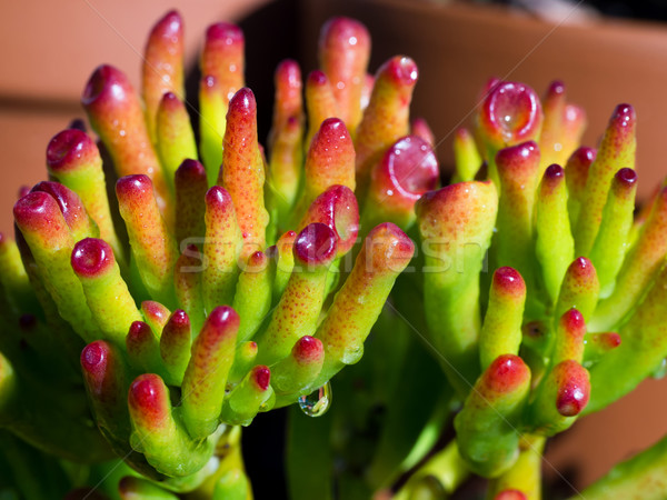 Succulent macro fraîches juteuse coup [[stock_photo]] © mroz