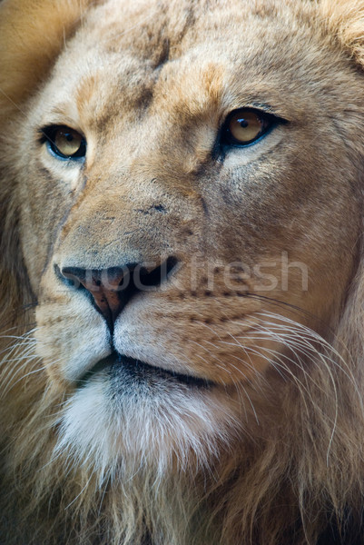 Portret lew króla Afryki moc Zdjęcia stock © mroz