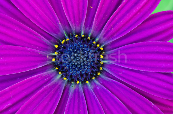 Głęboko fioletowy Afryki Daisy kwiat charakter Zdjęcia stock © mroz