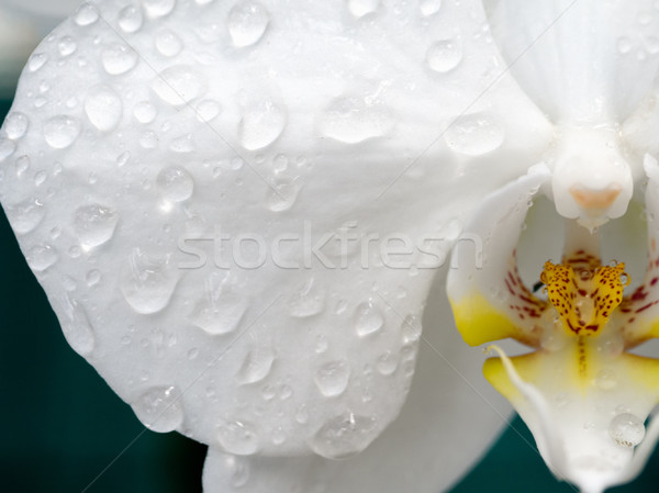 Waterdrops on Phalaenopsis Orchid Stock photo © mroz