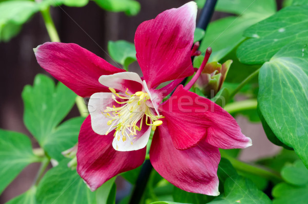 Czerwony piękna skupić zamazany zielone kwiat Zdjęcia stock © mroz