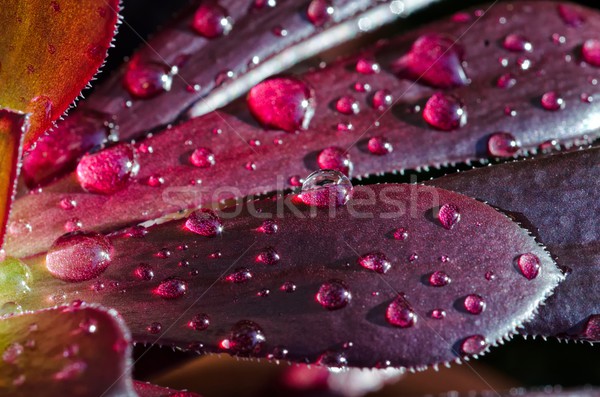 Succulent macro coup eau beauté [[stock_photo]] © mroz