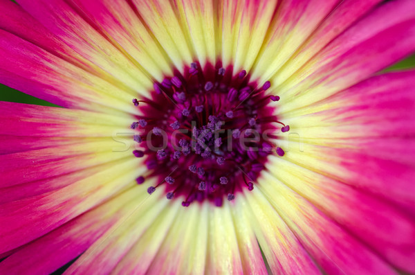 Crisantemo mini Daisy primer plano macro tiro Foto stock © mroz