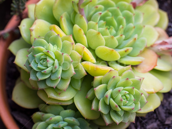Stock photo: Succulent Close-up / Macro