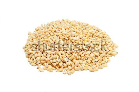 Barley Stock photo © MSPhotographic