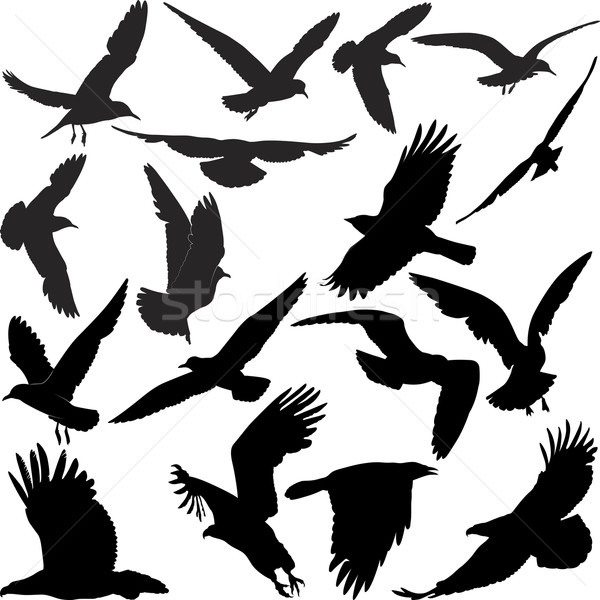 birds Stock photo © mtmmarek
