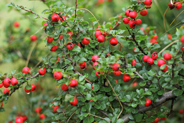 Rosso frutti di bosco arbusto natura frutti Foto d'archivio © mtmmarek