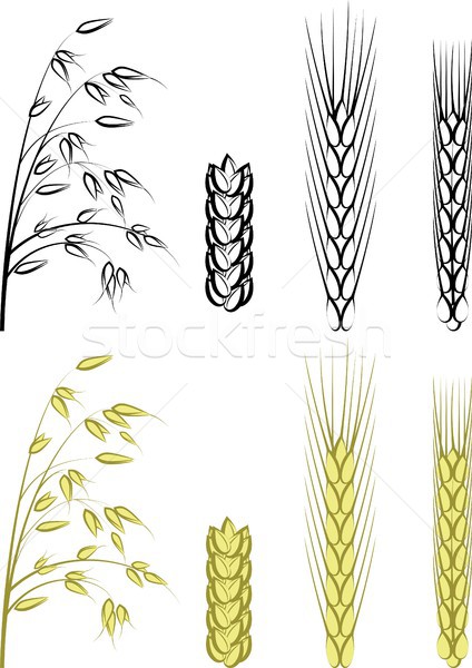 Zerna Izolirovannyj Uha Rozh Pshenicy Piva Vektornaya Grafika C Mtmmarek 8543020 Stockfresh