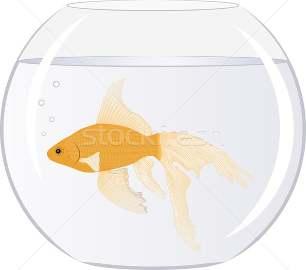 Goldfish Stock photo © mtmmarek