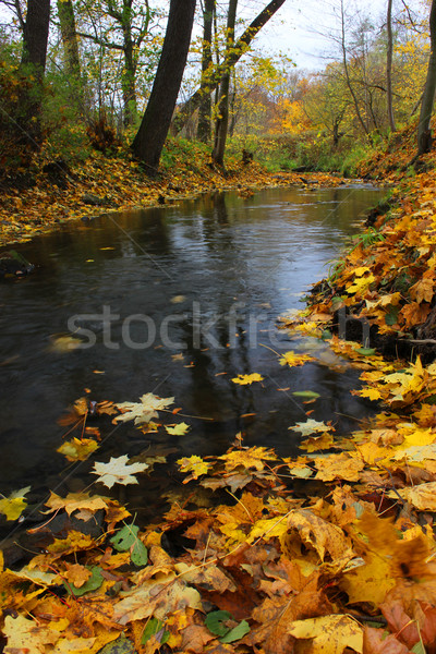 Herbst Landschaft Stream Wald Wasser Baum Stock foto © mtmmarek