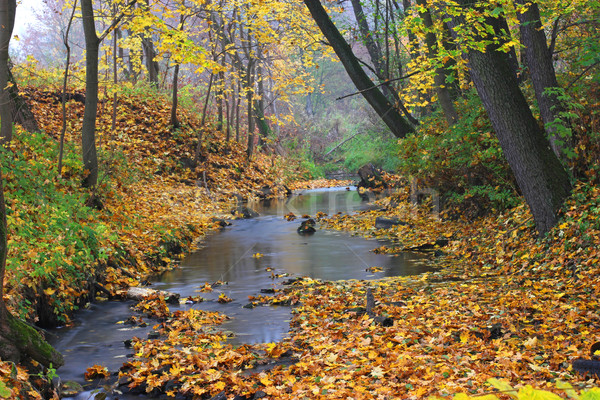 Herbst Landschaft Stream Wald Wasser Baum Stock foto © mtmmarek