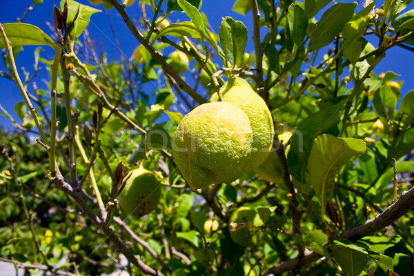 Limón rama maduro amarillo frutas verde Foto stock © mtoome