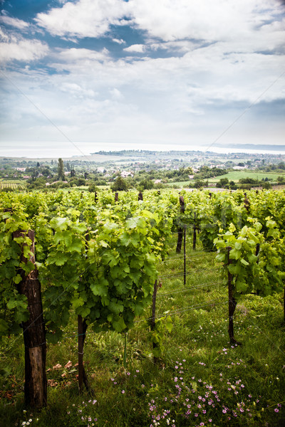 виноградник Венгрия небе пейзаж фрукты области Сток-фото © mtoome