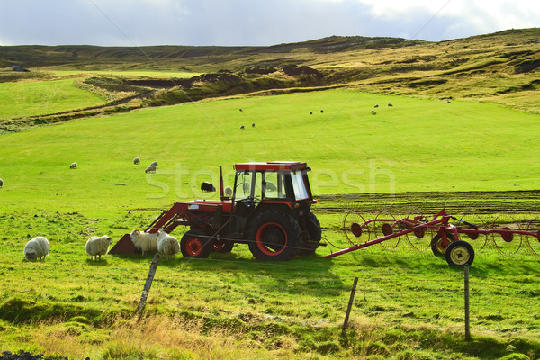 Сток-фото: луговой · трактора · зеленый · овец · весны