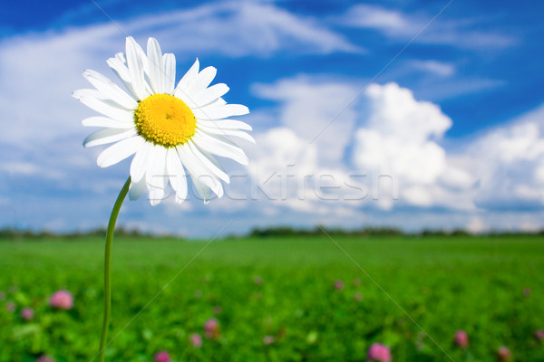 Daisy луговой белый ромашка небе облака Сток-фото © mtoome