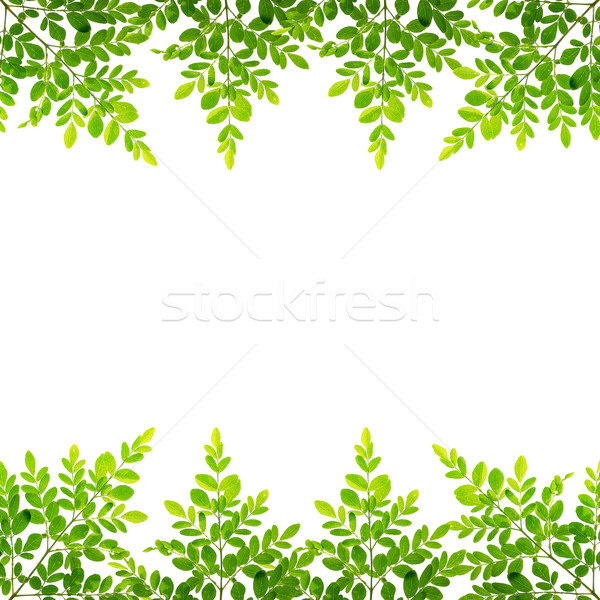 Folhas folhas verdes branco fundo verde Foto stock © muang_satun