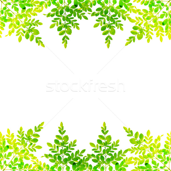 Folhas folhas verdes branco fundo Foto stock © muang_satun