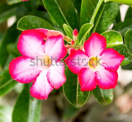 Flores deserto lírio árvore grama folha Foto stock © muang_satun