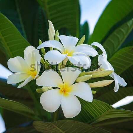 frangipani,flower Stock photo © muang_satun