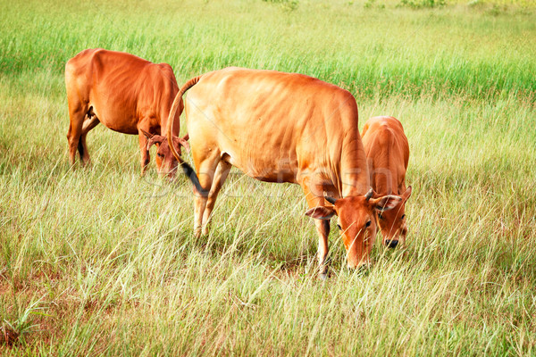 Vacas gado criação terreno cidade céu Foto stock © muang_satun