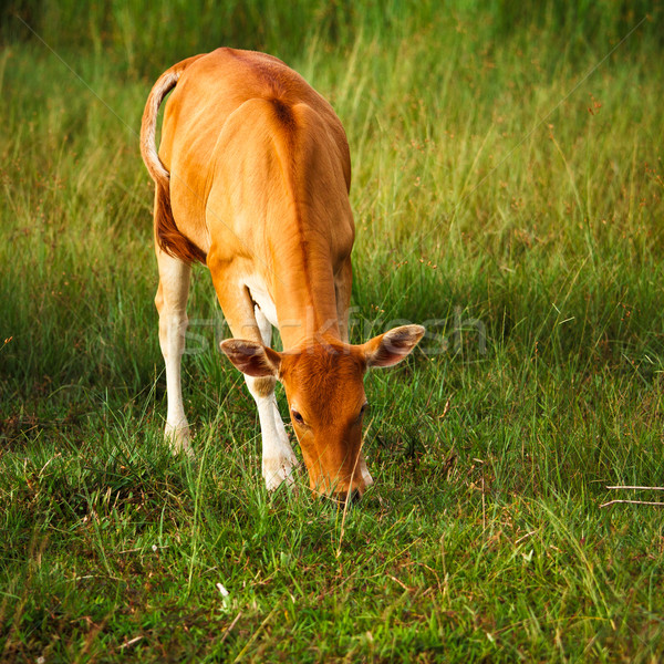 Vacas gado criação terreno cidade céu Foto stock © muang_satun