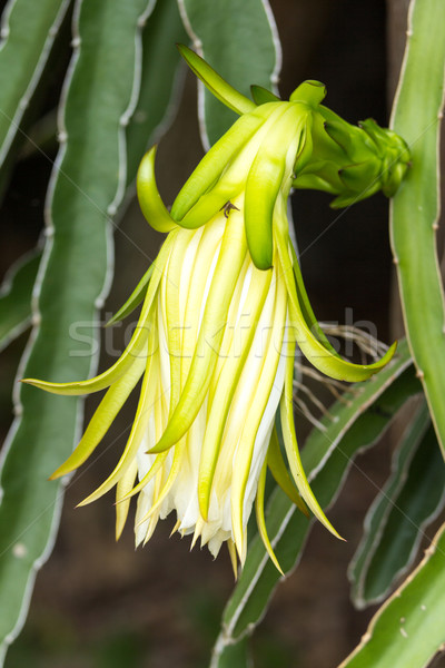 Dragão fruto flores textura branco padrão Foto stock © muang_satun