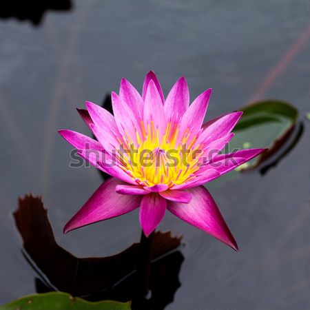 lotus flower  Stock photo © muang_satun