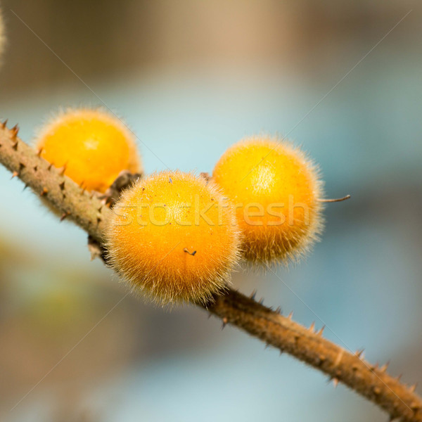 Vermelho planta tomates vegetal amarelo flora Foto stock © muang_satun