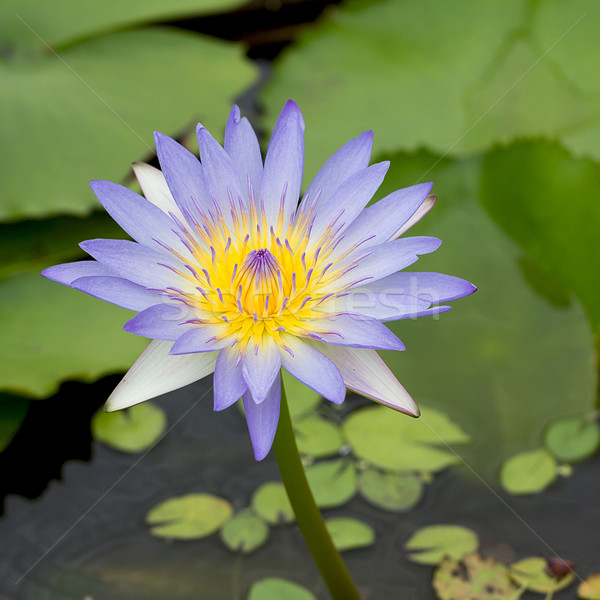 lotus flower  Stock photo © muang_satun