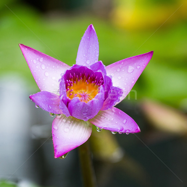 Lótus plantas belo flores rosa Foto stock © muang_satun