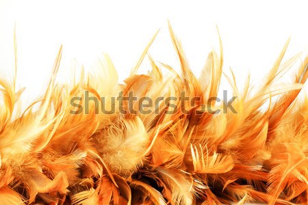 chicken feather Stock photo © muang_satun