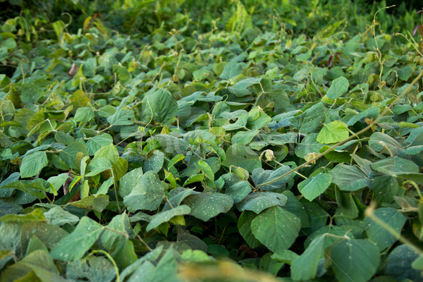 カバー 作物 水分 土壌 ストックフォト © muang_satun