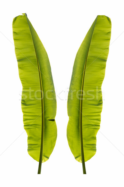 Banana leaf  Stock photo © muang_satun