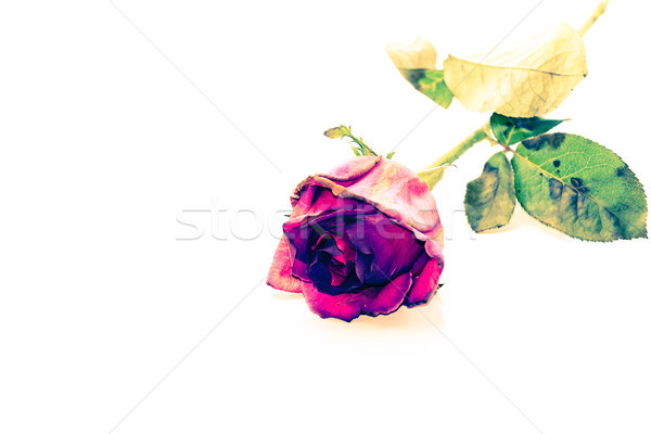 Vintage Red roses Stock photo © muang_satun
