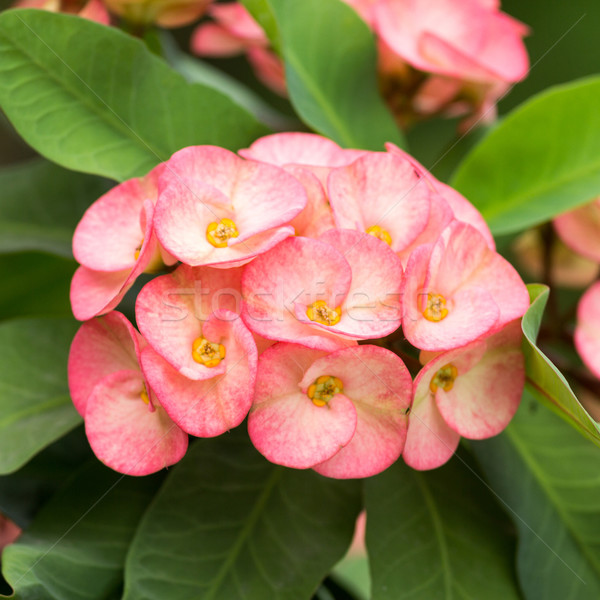 Flores Hermosa Naturales Arboles Hojas Foto Stock C Mr