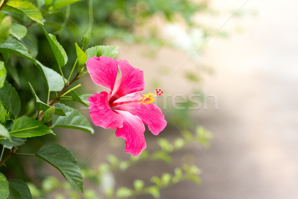 Hibisco flores belo naturalismo árvores Foto stock © muang_satun