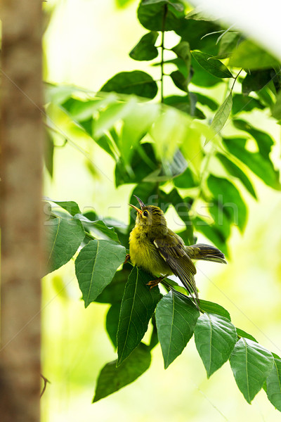 Amarelo pássaro ramo primavera abstrato Foto stock © muang_satun