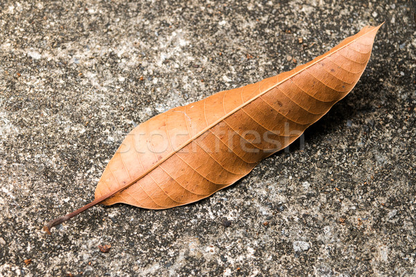 Manga folha secar cimento piso árvore Foto stock © muang_satun