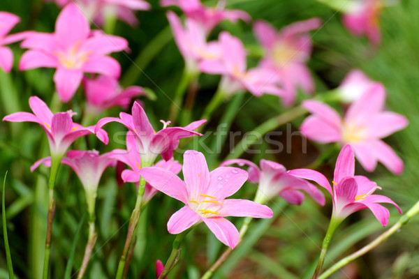 Stok fotoğraf: Pembe · zambak · yağmur · peri · küçük · çiçek